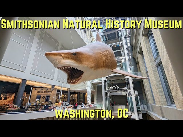 Smithsonian Natural History Museum Tour - Washington, DC