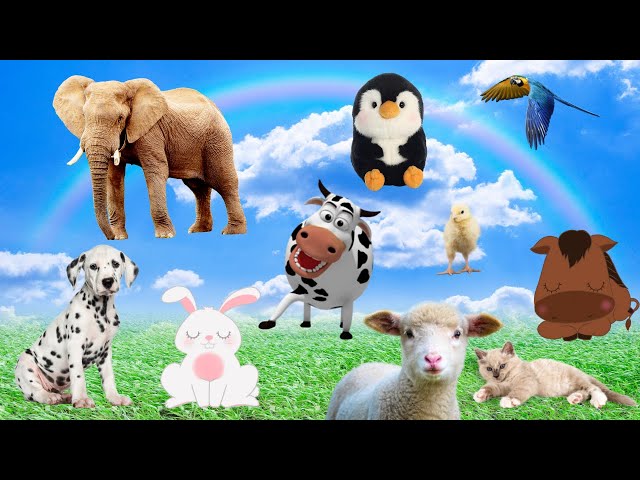 Lovely animals: chick, dog, rabbit, cat, pig - Moments of pets