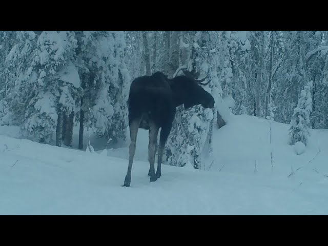 Alaska Cam Bull Moose, Coyotes, Foxes, Rabbits, Raven January 13, 2024