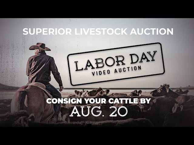 Consign Your Cattle in the 2022 Labor Day Auction
