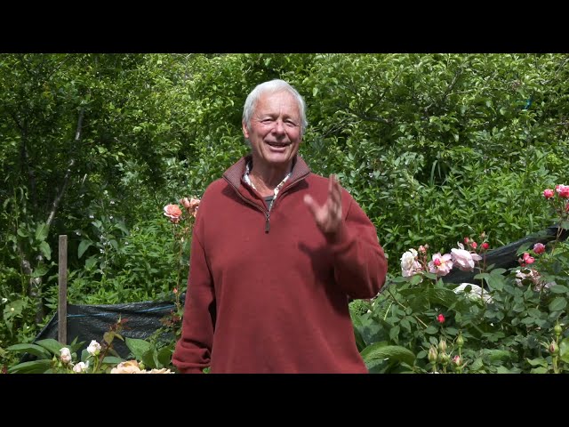 Summer Care for Roses:  Fertilizing and Mulching