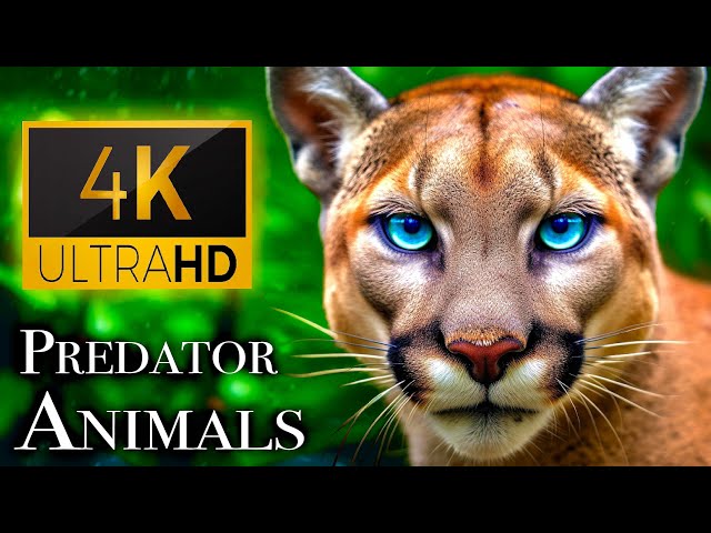Predator Animals 4K - Meet the Predators Nature's Top Hunters | Scenic Relaxation Film