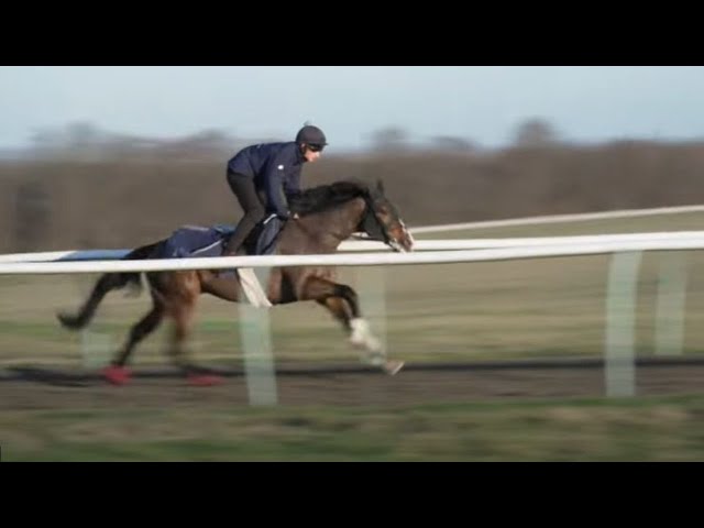 Triumph Hurdle hope Burdett Road and behind the scenes in Newmarket | This Racing Life