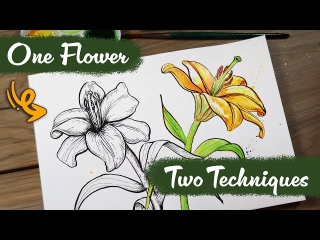 Draw the Beauty of the Lily Flower