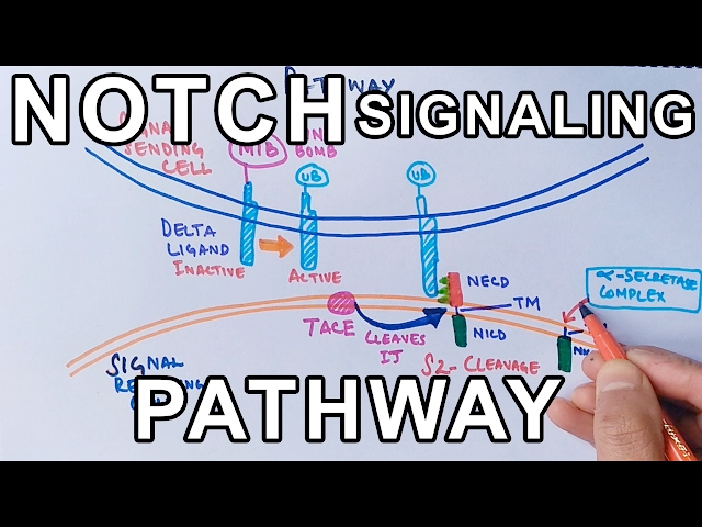 Mechanism of NOTCH SIGNALING PATHWAY