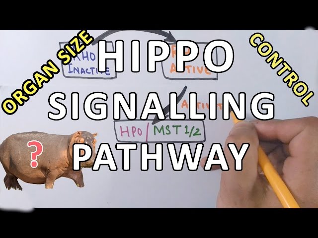 Hippo Signalling Pathway | Organ Size Control Mechanism