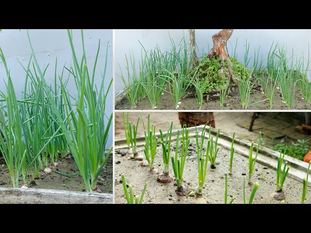 Take advantage of the small space to grow green onions at home, harvest many times