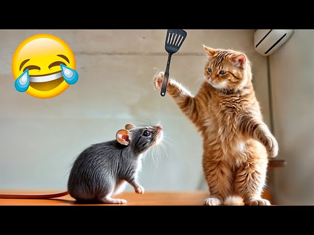 Try Not To Laugh Challenge🤔Funny and Cute CAT Videos Compilation 2024😻🐈Part 3