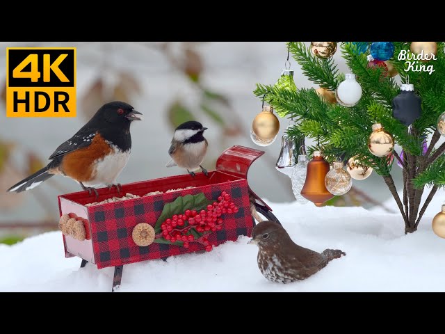 Cat TV for Cats to Watch 😻 Squirrel Sings.Birds in Christmas Wonderland 🐿️ 8 Hours 4K HDR