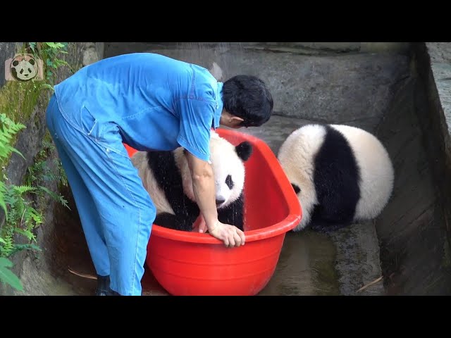 🐼🐼双重喜庆又洗澡了🛀💝🥰 Bath Time Again! (Chong Chong and friends) #大熊猫洗澡 #PandaBathTime #PandaChongChong 🐼🐼