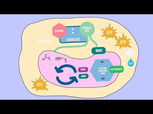CELLULAR RESPIRATION SONG | Science Music Video