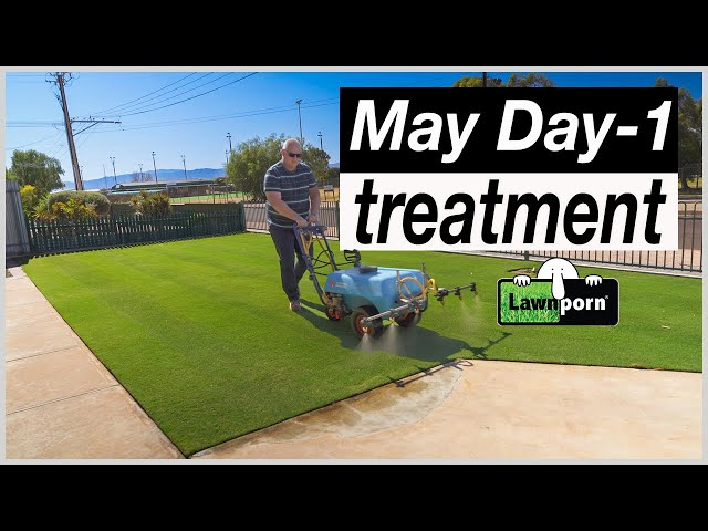 May Day 1 Lawnporn Program Treatment
