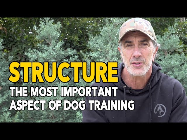 Structure The Most IMPORTANT Aspect of Dog Training