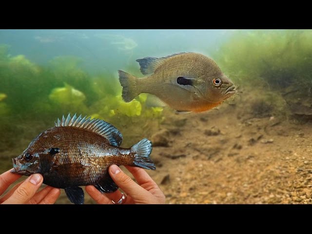BIG Sunfish Underwater Catch! GoPro Spawning Bluegill Footage