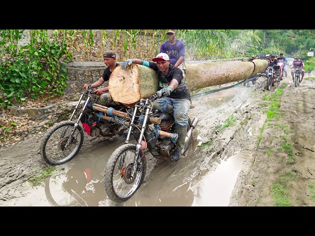 Risky But Genius Technique to Transport Gigantic Logs