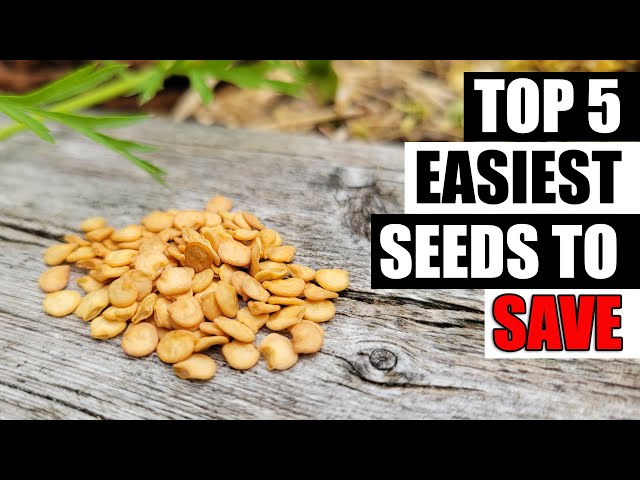 Easiest Seed Saving Crops - Garden Quickie Episode 87