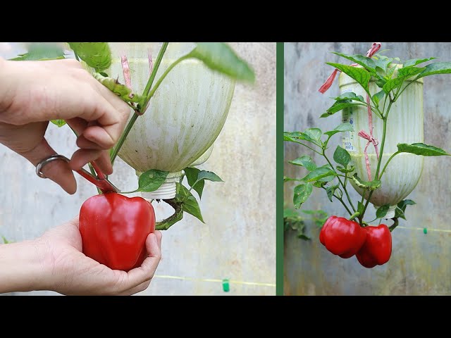 Strange With How To Grow Bell Pepper Upside Down
