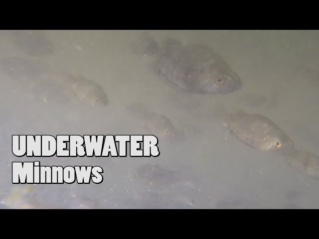 San antonio River Underwater footage Most Minnows Ever