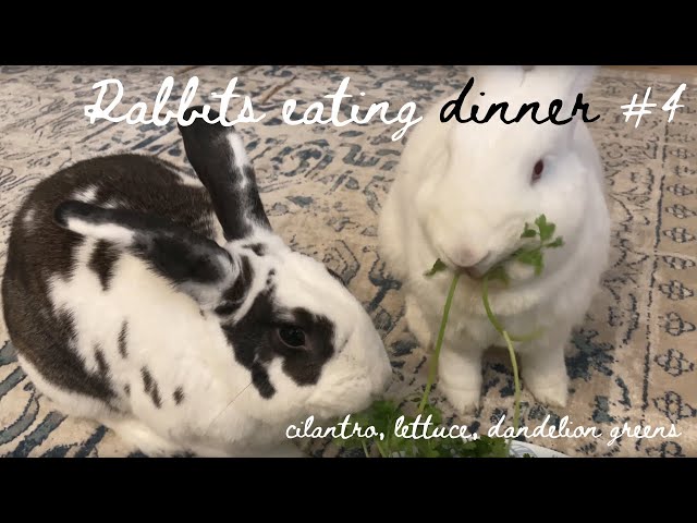 Rabbits eating cilantro, dandelion greens, and lettuce