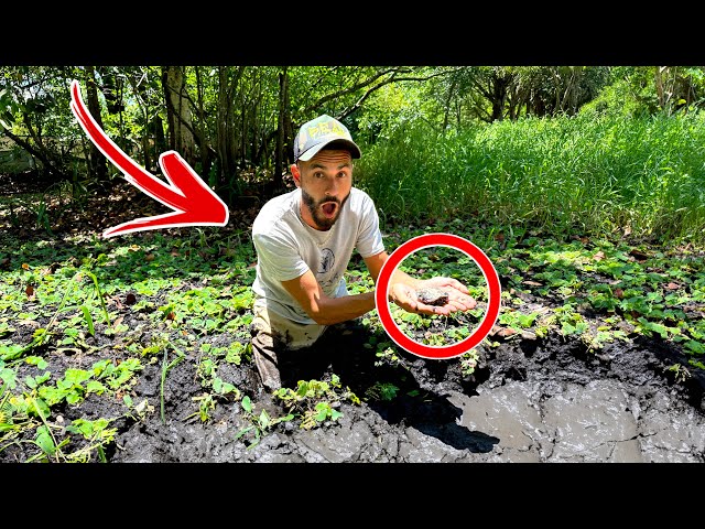 I Saved a BABY Turtle from BLACK TAR MUD!