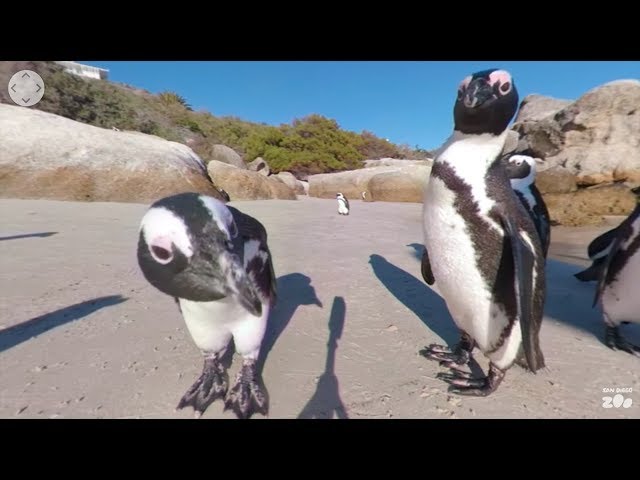 360 VR Penguins in South Africa