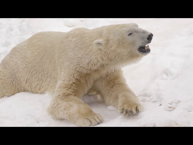 Polar Bears Pounce and Play in Snow
