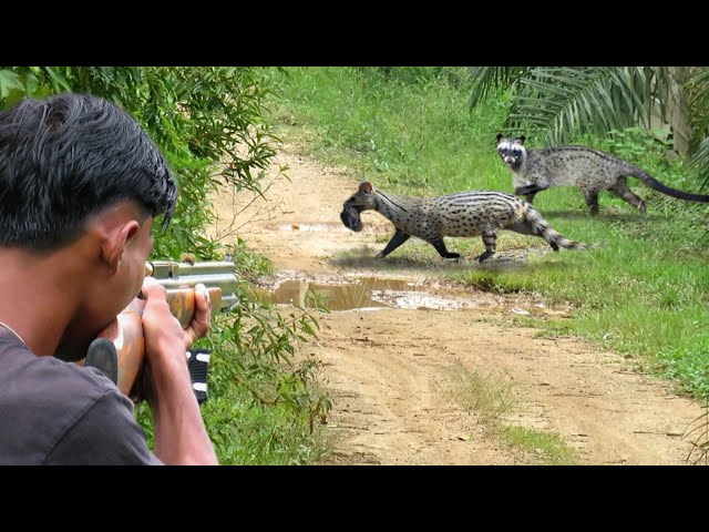 Full video: 3 days of hunting weasels, hunting wild rats,field birds and catching fish to survive