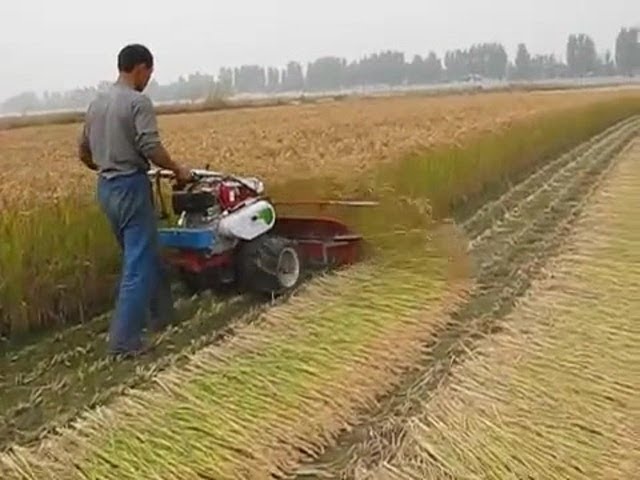 How to Use Manual Paddy Reaper | Heavy Duty Paddy Harvester | Call Now - 7829-055-044