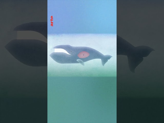 Warum ernähren sich riesige Wale von winzigen Tierchen? 🐳 | ARTE Journal Junior