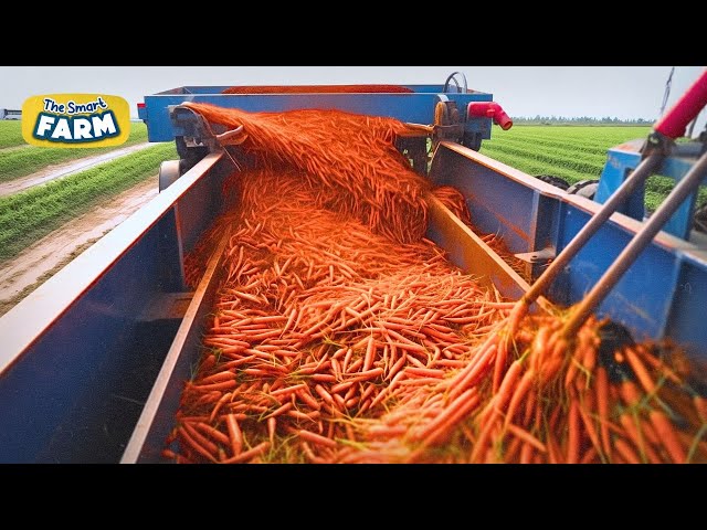 Satisfying Carrots Harvesting: GIGANTIC Carrots Production Line!