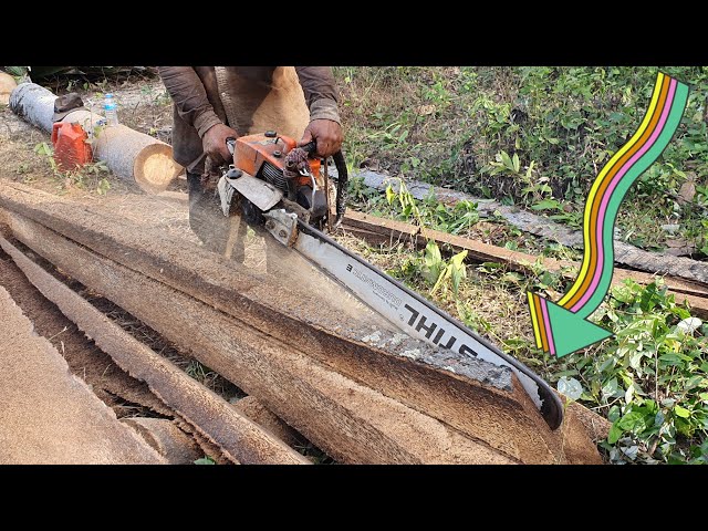 99 Years Palm Tree Sawing Skills Process With Chainsaw STIHL MS070