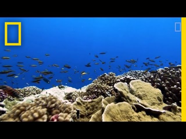 Rising Ocean Temperatures are "Cooking" Coral Reefs | National Geographic