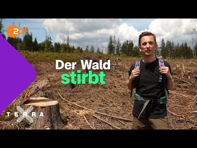 Waldsterben: So schlecht geht es dem deutschen Wald I Terra X plus Waldexpedition