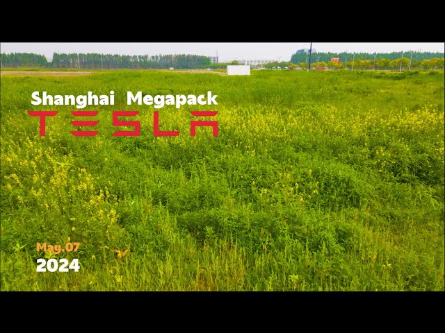Tesla Shanghai Megapack Factory, wild flowers bloom everywhere, enjoy the scenery in the mud I 4K