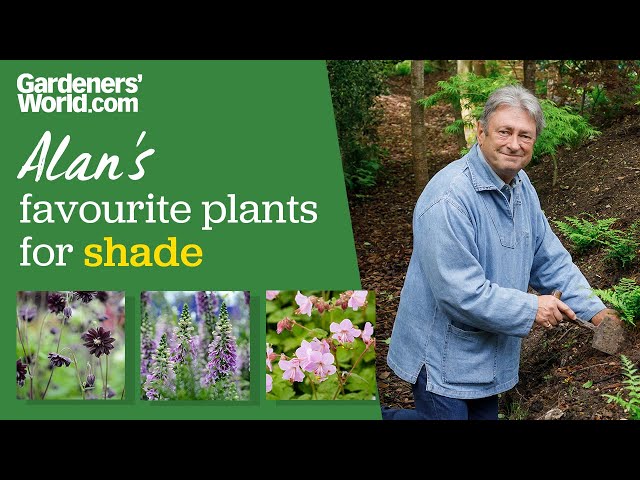Five plants for shade | Alan's favourites for shady spots