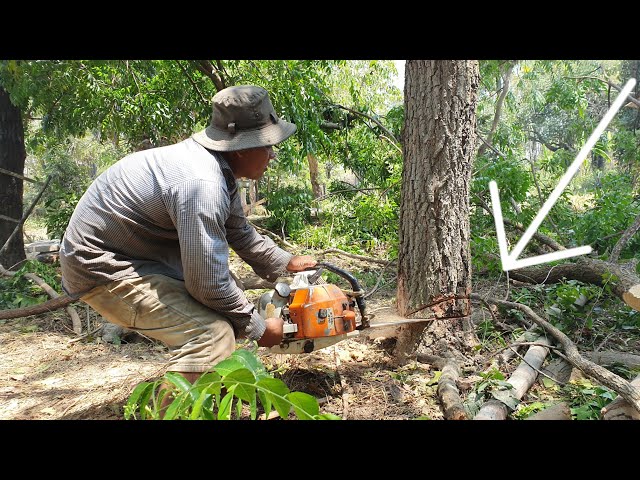 Neem Tree Felling Skills With Chainsaw STIHL MS 070 Wood Cutting Machine