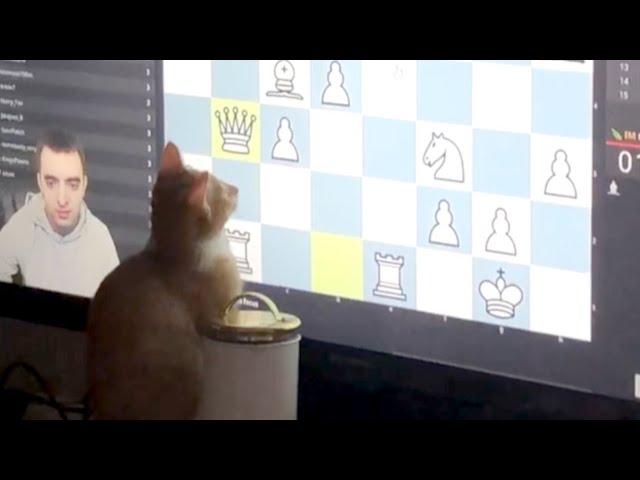 Cat watching chess on TV #shorts