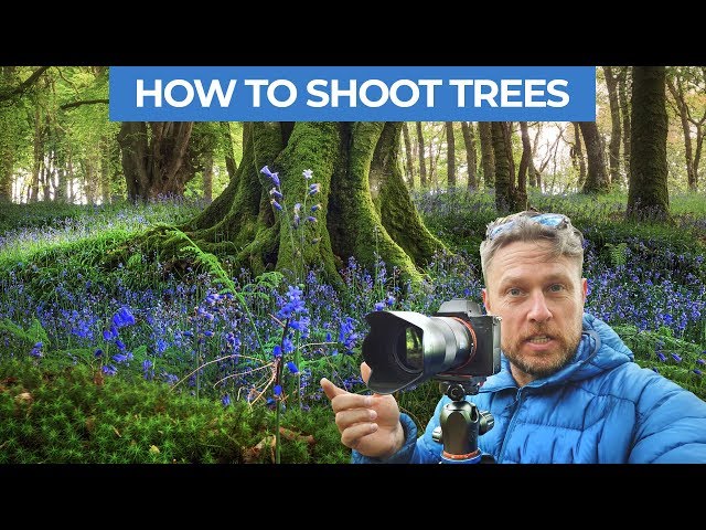How to Photograph Trees and Forests