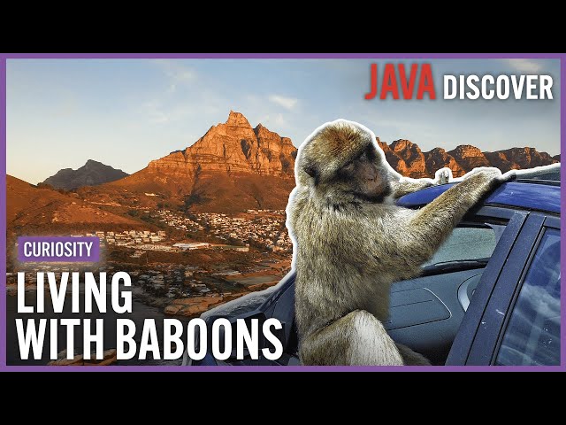 Living With Baboons: The Town in South Africa Where Monkeys Rule | Dangerous Wildlife Documentary