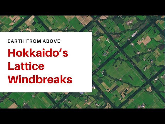 Earth from Space: Hokkaido's Lattice-Shaped Shelterbelts