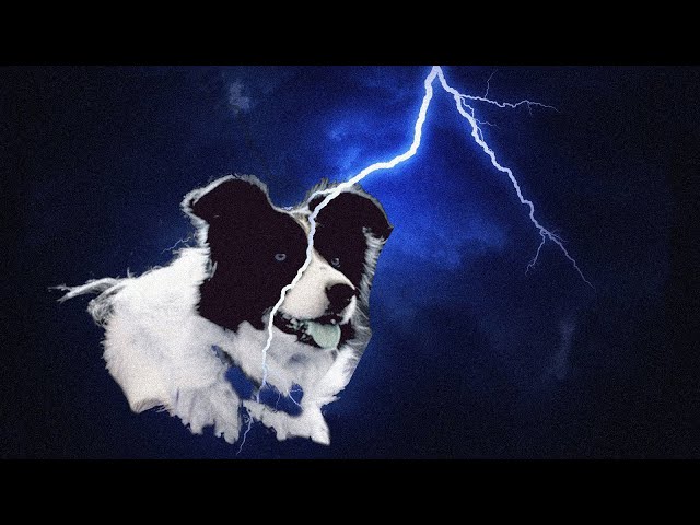 Black Lightning: A Border Collie Documentary