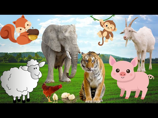 Exciting animal moments: tiger, elephant, monkey, sheep, goat - Animal sounds