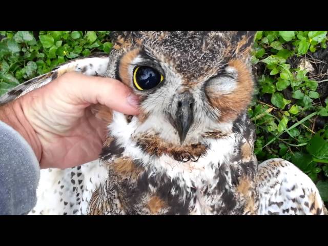 Hawk Kills A Great Horned Owl