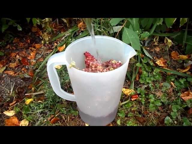 Wild Food Foraging- Bush Lemonade / Sumac-ade- Great for stomach aches!