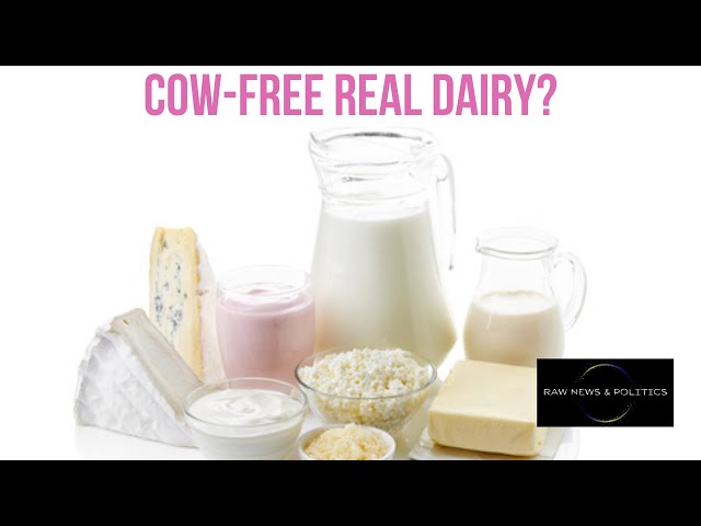 Cow-Free Real Dairy?