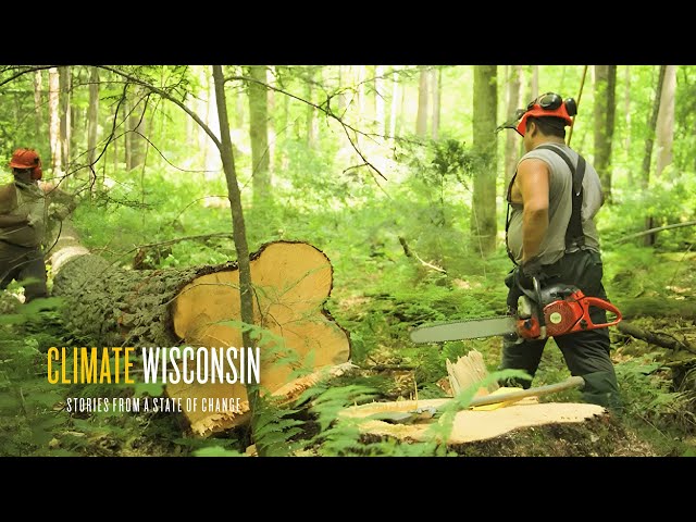 Forestry | Climate Wisconsin