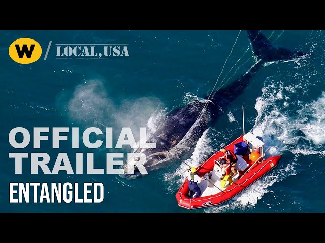 Entangled | Official Trailer | Local, USA