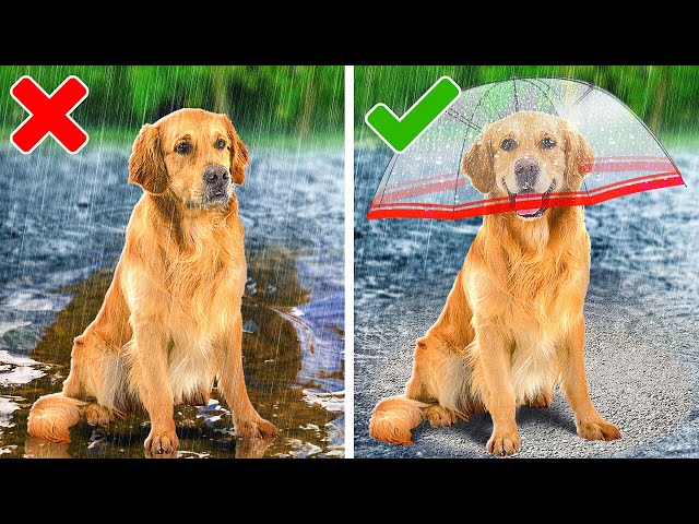 New Gadgets For Dogs 🎾🐾 And Cats 10+ Hacks You Should Try As A Pet Owner