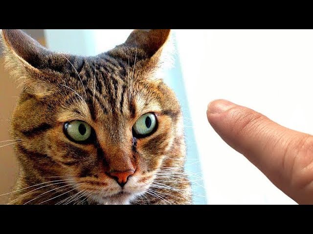 How To Pet A Cat (and not die)