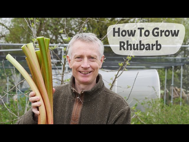How To Grow Rhubarb - A Complete Guide Including Planting, Care, Harvesting, And Cooking Ideas